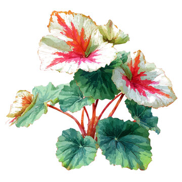 Detailed watercolor painting of Rex Begonia, isolated on white background