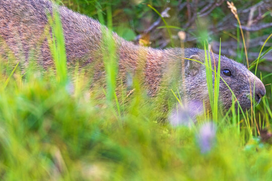 Murmeltier - Allg&auml;u - Alpen - versteckt 