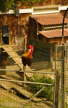 Gallo de corral en un entorno rural en Getaria Guip&uacute;zcoa