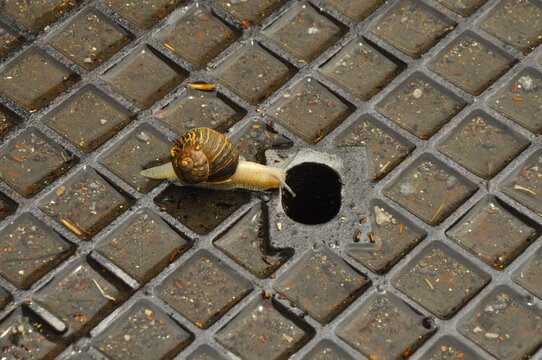 Caracol sobre tapa de alcantarilla en la localidad marinera de Lekeitio Vizcaya