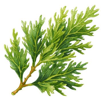 Juniper Leaf, watercolor illustration isolated on white background