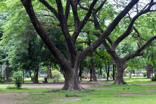 Dhaka, Bangladesh - 26 May 2024: View of large mature trees in the lush green landscape of Ramna Park.