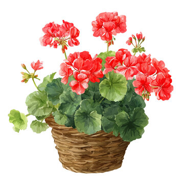 Geranium Basket, watercolor design element isolated on white background