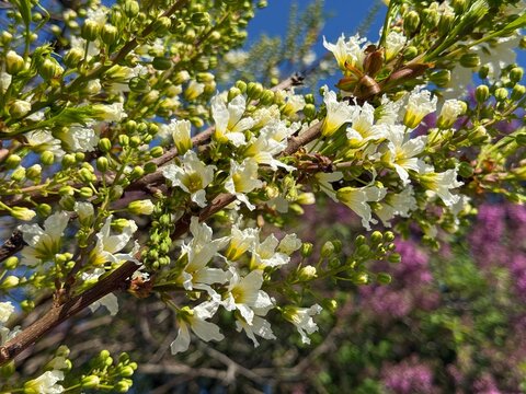 Yellowhorn Xanthoceras sorbifolium blooming tree.