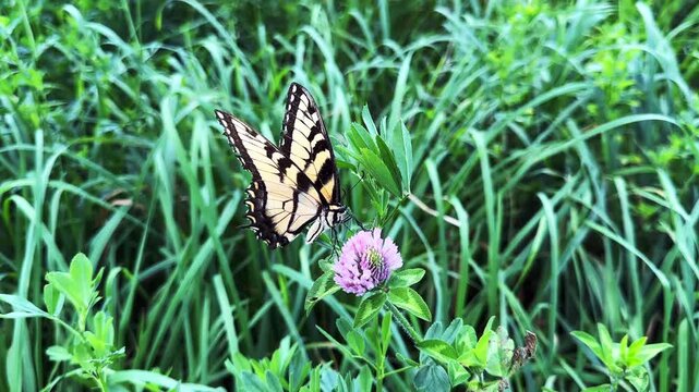 Eastern tiger swallowtail butterfly drinking nectar from a clover flower
