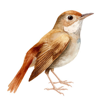 Detailed watercolor painting of Nightingale, isolated on white background