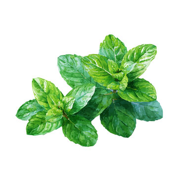 Mint, isolated watercolor element on white background