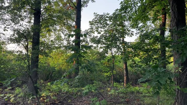 Tranquil forest in the American midwest in summertime