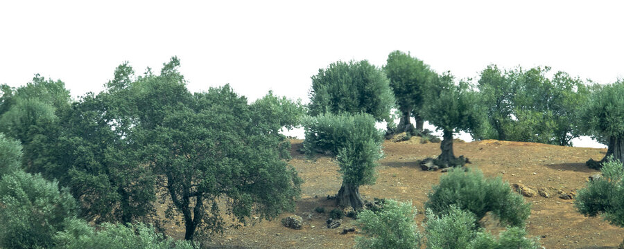 Holm oaks in spanish countryside