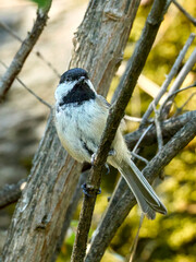Cute black capped chickadee portrait. © Gregory Johnston