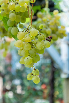 Green grapes hanging on vine with water drops