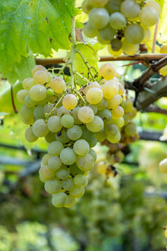 Ripening green grape cluster hanging on a vine