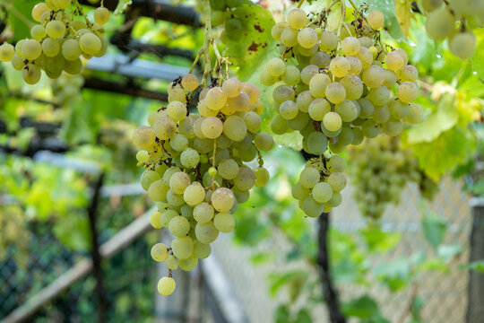 Ripe green grapes hanging from vineyard vine