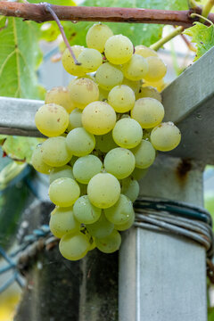 White grape cluster growing on a vine