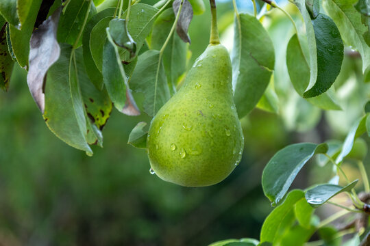 Green pear hanging on tree branch with water drops