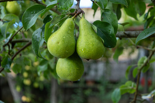 Fresh green pears hanging from tree branch with raindrops