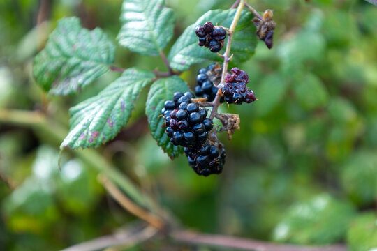 Ripe wild blackberries growing on a thorny bush branch