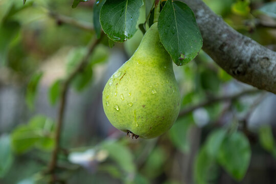 Green pear hanging from tree branch with raindrops