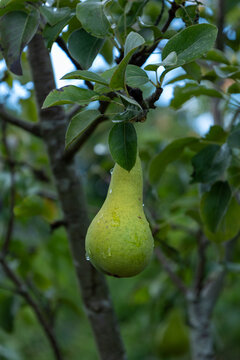 Green pear hanging on tree branch with water droplets