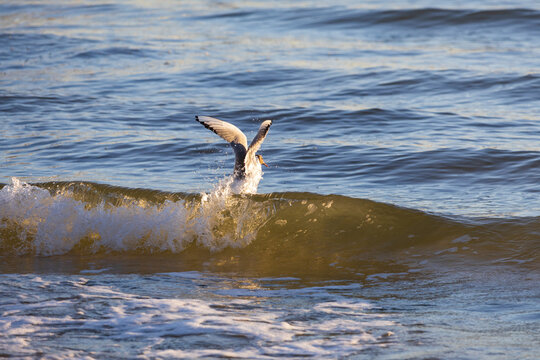 Black Headed Gull Diving into Wave Crest Creating Water Splash in Ocean