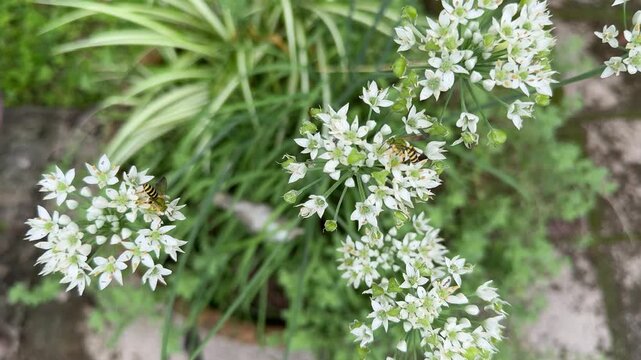 Silky striped sweat bees gathering pollen from a white garlic chive flower