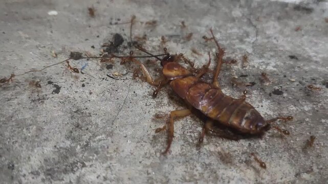 a collection of video recordings of cockroach carcasses swarming with ants, in close-up shots