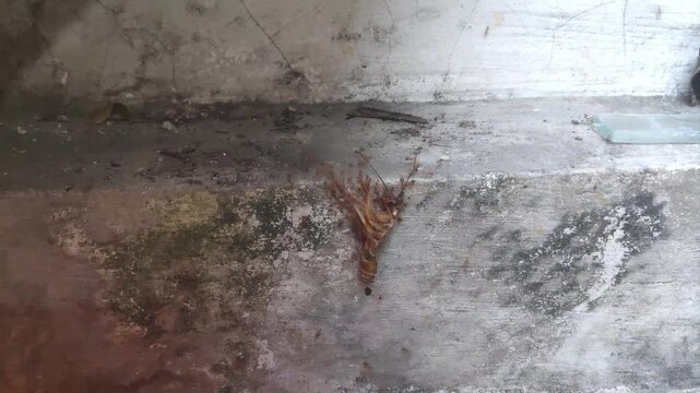 a collection of video recordings of cockroach carcasses swarming with ants, in close-up shots