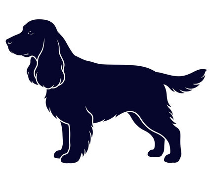 Standing purebred dog spaniel silhouette graphic vector illustration with pet animal
