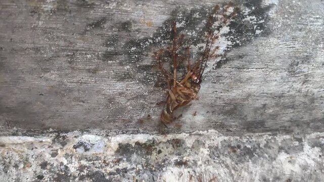 a collection of video recordings of cockroach carcasses swarming with ants, in close-up shots
