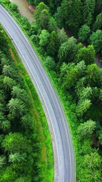Top down view of the road among the coniferous forest.