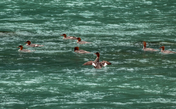 Common merganser (Mergus merganser) flock swimming, diving, and fishing in the waters of the Chilkoot River near Haines, Alaska