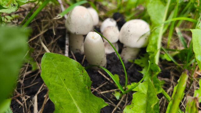 Coprinus comatus, commonly known as the shaggy ink cap, shaggy ink caps, Coprinus comatus.