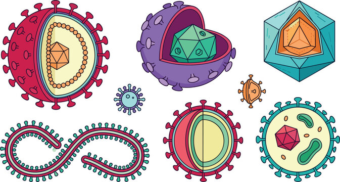 Virus cell anatomy vector illustration set showing microorganism structure cross sections protein capsid envelope genomic RNA pathogen elements isolated on white