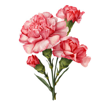 Carnation Bouquet, isolated watercolor element on white background
