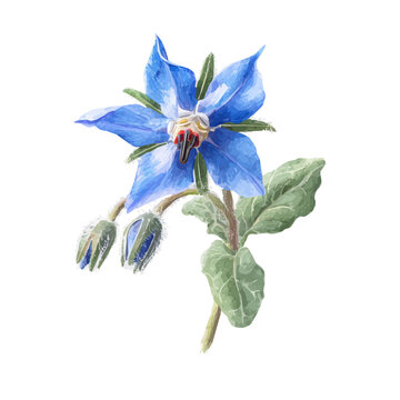 Borage Flower, watercolor clipart isolated on white background