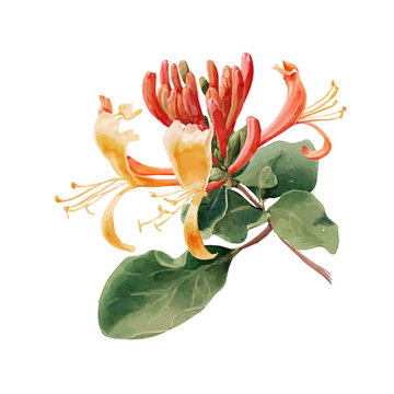 Watercolor drawing of Honeysuckle, on clean white background