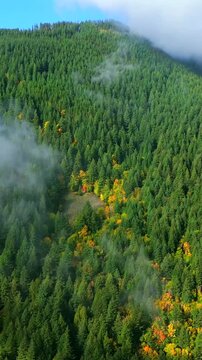 Aerial view of colourful forest on mountain slopes and cloudy sky. Canada