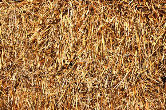 Golden straw texture background. Dry hay stack pattern close up. 
Dry agricultural straw bale texture background. Rural harvest concept.