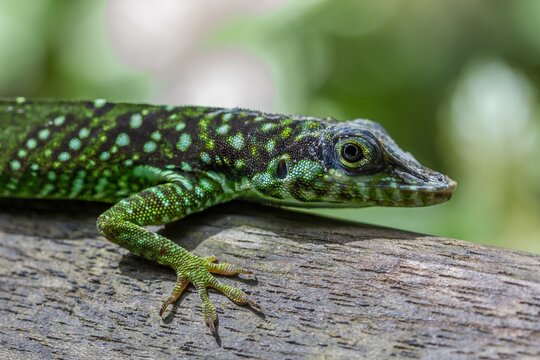 Green anolis lizard resting on a branch in a natural setting during daylight hours