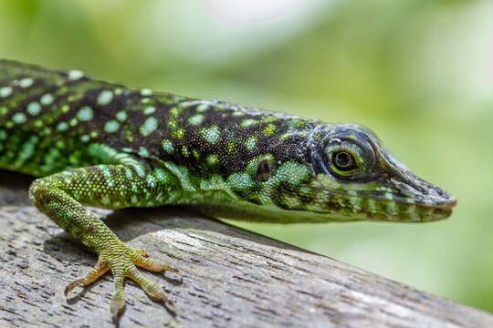 Green anolis lizard resting on a branch in a forest during daytime in a tropical environment