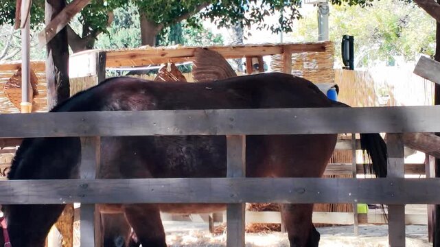 Dark brown horse standing calmly behind a rustic wooden fence in a sunny outdoor stable or farm paddock surrounded by green trees and natural rural environment during bright daytime