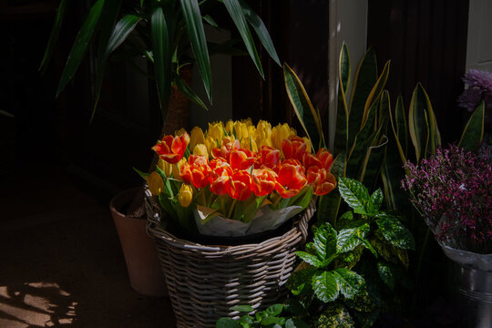 Tulipanes Ferini