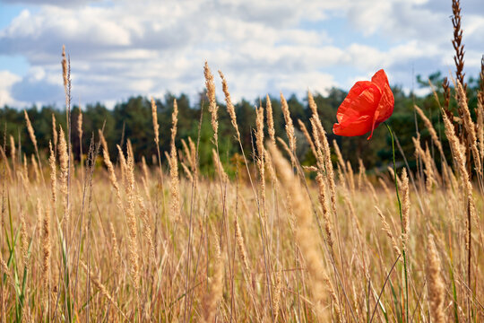 Red poppy flower blooming in a golden meadow with tall dry grass under cloudy blue sky, peaceful summer countryside landscape with soft natural light