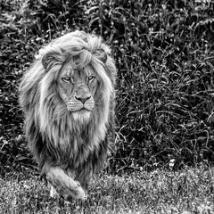 Lion walking in natural habitat during daylight hours near lush grass and plants © Florent Vassogne