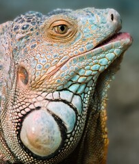Fototapeta premium Close up of a iguana showing its colorful scales and textured skin in a natural environment during daylight hours