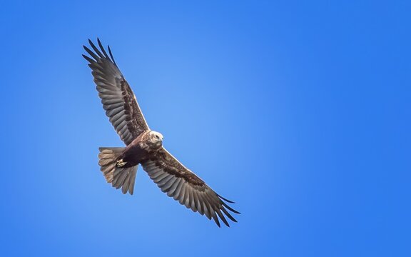 Hawk flies in a clear blue sky over a landscape during the day