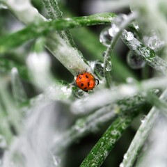 Bright red ladybug sits on green grass with water droplets in morning light © Florent Vassogne