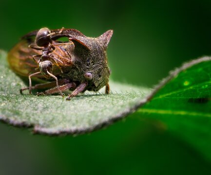 Close up view of a horned treehopper and an ant on a leaf in the forest during daytime showing their interaction in nature