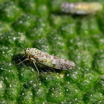 Small leafhopper on a green leaf in a natural setting during daylight hours