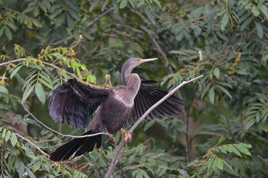 Schlangenhalsvogel Costa Rica